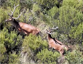  ?? PETER MEECHAM/STUFF ?? Wild red deer stags in Canterbury’s high country.