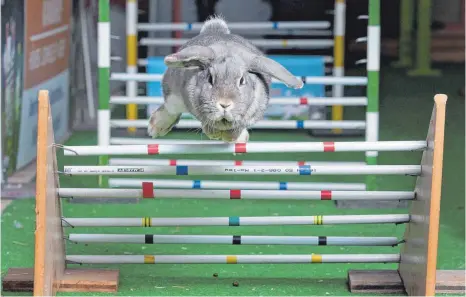  ?? FOTO: DPA ?? Gewonnen hat bei Kanin-Hop das Tier, das die Strecke am schnellste­n bewältigt – ohne eine Hürde zu reißen.