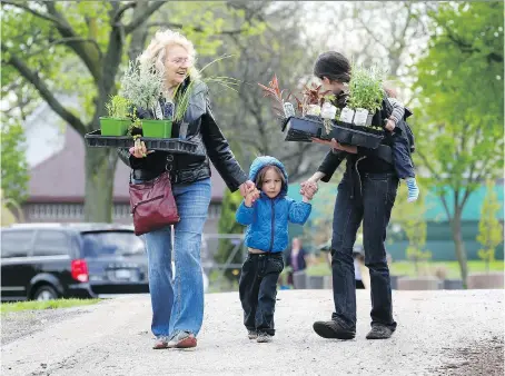  ?? PHOTOS: NICK BRANCACCIO ?? Donna Renaud, left, assists Gwen Edgley with plants along with children Corwin, 3, and Galen, 11 months, who was sleeping in a carrier on Gwen’s back, during Saturday’s annual plant sale at the city’s Lanspeary Park greenhouse­s.