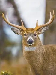  ??  ?? 2. UN CERF DE VIRGINIE SUR L’ÎLE D’ANTICOSTI, © SEPAQ