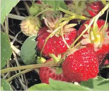  ?? CATHIE COWARD THE HAMILTON SPECTATOR FILES ?? Strawberri­es at a Hamilton-area pick-your-own strawberry farm.