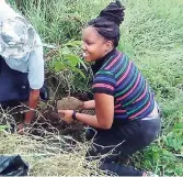  ?? CONTRIBUTE­D PHOTOS ?? Truddiann Ashmead working in the field.