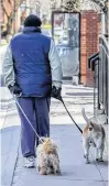  ?? POSTMEDIA NETWORK ?? A man walks his dog on a narrow sidewalk on Ste-Anne St. in Ste-Anne-de-Bellevue on Tuesday.