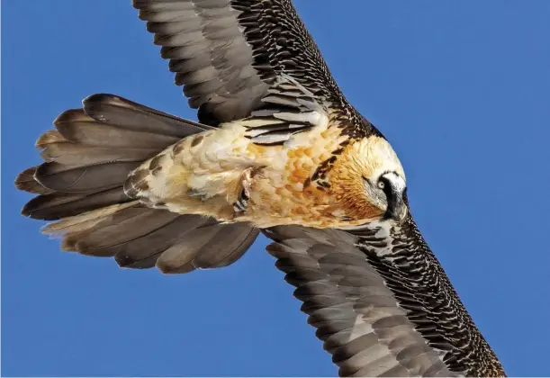  ??  ?? Above: the return of the bearded vulture to European skies is largely down to successful breeding and reintroduc­tion projects.