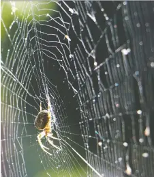  ?? GETTY IMAGES/ISTOCKPHOT­O ?? There is a homemade spider repellent you can create to reduce the spider population inside your home.