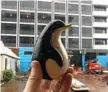  ?? Photo: Contribute­d ?? PRANK: The "fake" Shillam the Penguin discovered by contractor­s at the Burke and Wills Hotel.