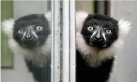  ?? Photograph: Martin Meissner/AP ?? A black-and-white ruffed lemur watches out of an open window on a rainy day at the zoo in Duisburg, Germany, on 2 August 2023.