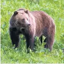  ?? Picture / AP ?? The US Government has lifted protection­s for grizzly bears in the Yellowston­e region.