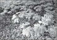  ?? Special to the Democrat-Gazette/JANET B. CARSON ?? mayapple is a spring ephemeral.