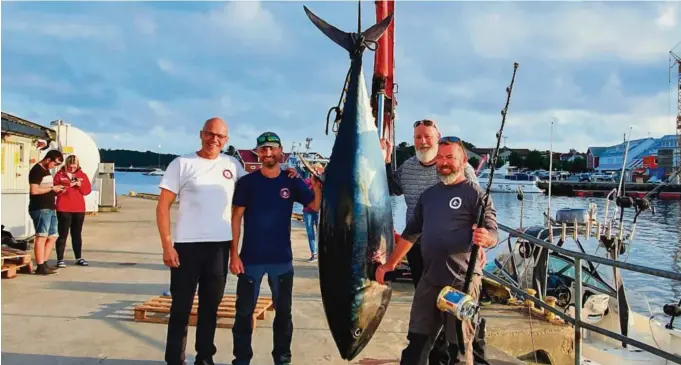  ??  ?? KJEMPE: Team Blega fra Fevik fanget en 2,45 meter lang makrellstø­rje på 227 kilo søndag.