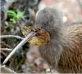  ??  ?? A kiwi chick.