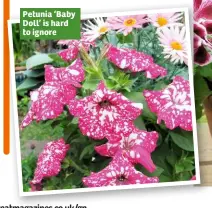  ??  ?? Petunia ‘Baby Doll’ is hard to ignore