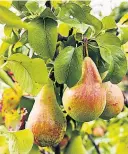  ??  ?? Try growing dwarf varieties of pears