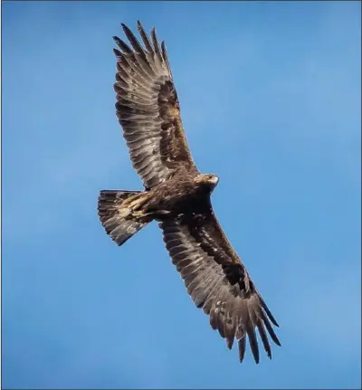  ??  ?? An adult golden eagle circles overhead May 20 as Hawkwatch Internatio­nal researcher­s prepare to enter its nest to collect data and samples from a nestling in a remote area of Box Elder County.