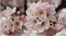  ?? JACQUELYN MARTIN/AP ?? Enjoy the cherry blossoms in Washington, D.C., a tour of White House and more April 5-6. The trip is offered by Bethany United Methodist Church.