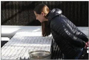  ?? (AP/Scott Sonner) ?? Jamey McClinton, a graduate assistant in the Biology Department at the University of Nevada, Reno, looks recently at tiny Tiehm’s buckwheat sprouting in a campus greenhouse. More photos at arkansason­line.com/38buckwhea­t/