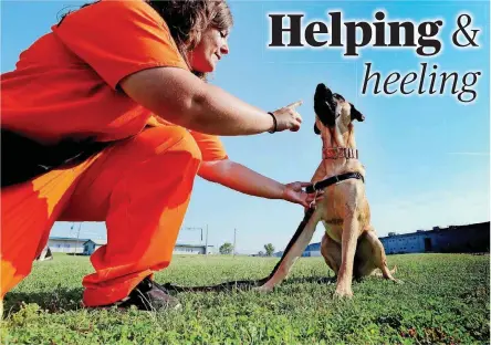  ?? [PHOTOS BY STEVE SISNEY, THE OKLAHOMAN] ?? Kimberly Wenthold shows the skills of her dog in training, Annie, at the dog training facility at Mabel Bassett Correction­al Center in McLoud.