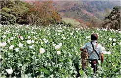  ?? ?? Shan State has always been Myanmar's largest producer of opium