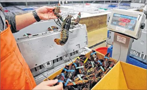  ?? AP PHOTO ?? In this Thursday, Dec. 10, 2015, file photo, live lobsters are packed and weighed for overseas shipment at the Maine Lobster Outlet in York, Maine. A trade deal between Canada and the European Union, which gets rid of tariffs on Canadian lobster...