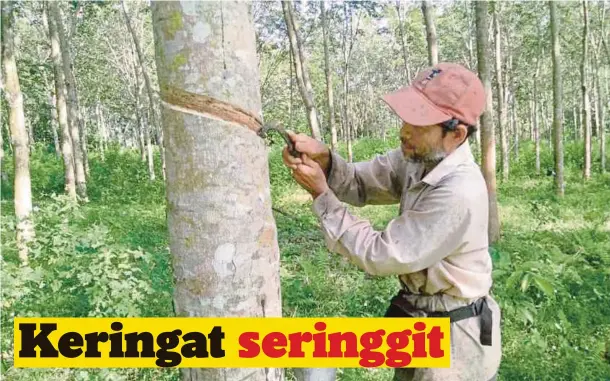  ??  ?? ANUAR menoreh getah di kebun sewaannya di Kampung Baru, Dalam Wang.