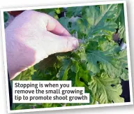  ?? ?? Stopping is when you remove the small growing tip to promote shoot growth