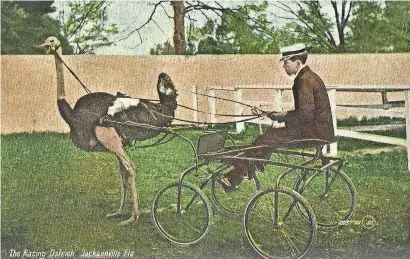  ?? PUBLIC DOMAIN ?? A Jacksonvil­le, Florida, man with an ostrich-drawn cart in 1911.