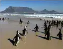  ?? MIKE HUTCHINGS / X00388 ?? Sør-afrikanske pingviner holder til i bukten utenfor byen Port Elizabeth.