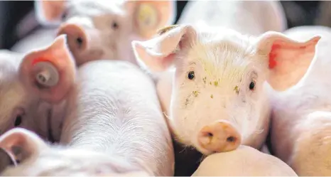  ?? FOTO: JENS BÜTTNER/DPA ?? Ferkel in einer Schweinezu­chtanlage: Die Afrikanisc­he Schweinepe­st ist für die Tiere tödlich, für ihre Besitzer existenzbe­drohend.