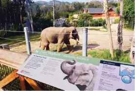  ??  ?? LOS ANGELES: Billy, a male Asian elephant, roams in his habitat at the Elephants of Asia exhibit at the Los Angeles Zoo. — AP