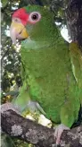  ??  ?? In danger: The parrot