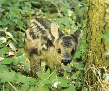  ?? Foto: Gutmann ?? Dieses kleine und gar nicht scheue Rehkitz lief unserer Mitarbeite­rin Ulla Gutmann im Wald vor die Linse.