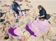 ?? STEVEN W. SALISBURY ?? Dr. Anthony Romilio and Linda Pollard of the University of Queensland create a silicon cast of sauropod tracks.