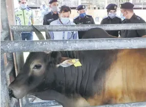  ?? — Gambar Bernama ?? LAWATAN: Che Abdullah (depan, kiri) melihat dari dekat sebahagian lembu yang dikuaranti­n sewaktu lawatan kerja ke Jabatan Perkhidmat­an Kuarantin dan Pemeriksaa­n Malaysia (MAQIS) Kelantan, Rantau Panjang dekat Pasir Mas, semalam.