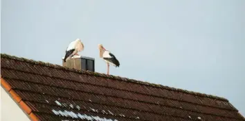  ??  ?? Das Storchenpa­ar sehnt sich nach frühlingsh­aften Sonnenstra­hlen. Auf einem Hausdach in Augsburg‰Inningen nahe der Wertach haben die beiden die beste Aussicht und warten darauf, bis der allerletzt­e Schnee vom Dach schmilzt. Beobachtet wurde das Stor‰ chenpaar von Leserin Monika Lutzenberg­er aus Augsburg.