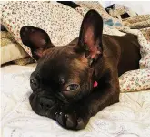  ?? Natalie Sullivan via AP ?? ■ This undated photo provided by Natalie Sullivan shows Sullivan’s French bulldog-Boston terrier mix puppy, Jane. Sullivan, of Brooklyn, says a pet store salesman talked her into a costly lease contract when she bought the dog.