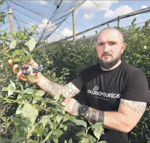  ??  ?? LJUBAV OD PRVOG TRENA Prvi put Leo Lisjak kušao je borovnicu u trgovačkom centru 2011. godine, okus ga je oduševio i nakon razgovora sa suprugom Jasminkom, koja mu je tada bila djevojka, odlučili su da počinju s uzgojem