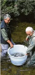  ?? Fotos: Marcus Merk ?? Vorsichtig setzen Reinhard Reiter (links) und Hubert Schuster vom Fischerver­ein Meitingen die Bachforell­en in den Mäde‰ lelech ein.