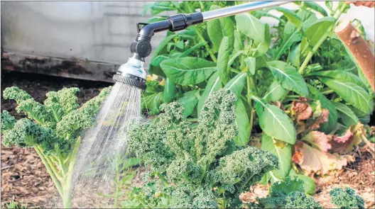  ?? LEE REICH VIA AP ?? Watering with a water wand in New Paltz, N.Y.