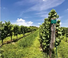  ?? FOTO: MOSTPHOTOS ?? De tyska rieslingdr­uvorna förknippas ofta med sötare viner, men det tillverkas även torrare riesling med hög kvalitet.