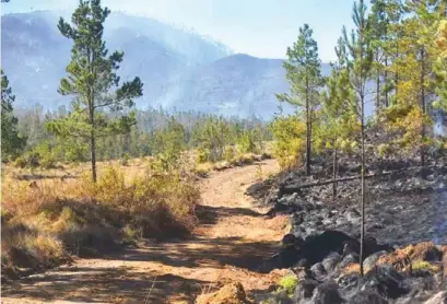  ?? DIARIO LIBRE/JOLIVER BRITO ?? Parte de la zona devastada por el incendio en el Parque Nacional de Valle Nuevo.