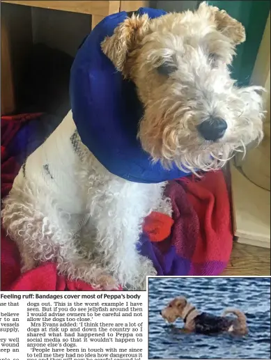  ??  ?? Feeling ruff: Bandages cover most of Peppa’s body Sea dog: The wire fox terrier loved a paddle