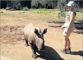  ?? Picture: BARBARA HOLLANDS ?? NEW CHANCE: Rhino Orphanage manager Yolande van der Merwe and one of the calves which feature in ’The Wild Ones’, which begins this Sunday on M-Net at 3pm