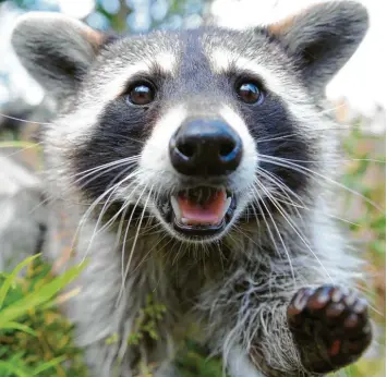  ?? Foto: Felix Heyder, dpa ?? Der Waschbär – eine gebietsfre­mde Art – fühlt sich mittlerwei­le in deutschen Städten sehr wohl.