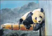  ?? AFP ?? Bei Bei will depart for China as part of a cooperativ­e breeding agreement.