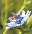  ??  ?? Auch Bienen lieben die Wegwarte, „das himmelblau­e Sonnenkrau­t“, wie sie im Volksmund auch genannt wird. ARCHIVFOTO: TILMANN WOLF