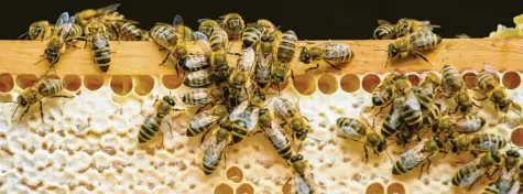  ?? Foto: Mohssen Assanimogh­addam, dpa ?? Den Bienen soll es auch in Baden-Württember­g künftig besser gehen. Deshalb wird wie in Bayern ein Volksbegeh­ren angestoßen.