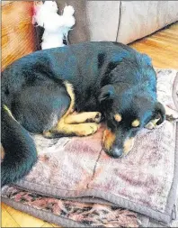  ?? SUBMITTED PHOTO ?? A rescue dog known as Link was killed in a car-pedestrian accident on St. Peter’s Road on Thursday.