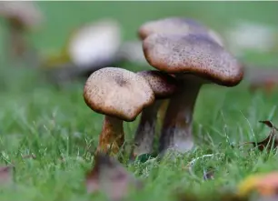  ?? ?? Gilbert Keenan: ‘Found these in my garden this morning’