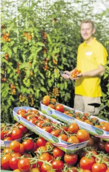  ?? BILD: SN/SPAR ?? Ganzjährig Tomaten durch steirische­s Thermalwas­ser – Gurken sollen folgen.