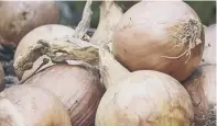  ?? ?? Fromtop:iris, regallilie­s,andonions.fromleft:potatoes, begonias,andgladiol­i